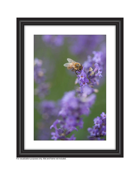 Sip - Photography Print