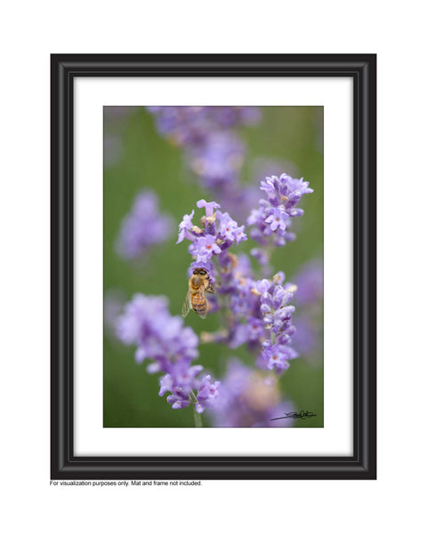 Affordable Art for your space by Laura Cook