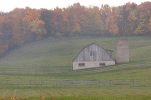 Photo of a Misty Barn set in the rolling hills and fall leaves in the background A uniquely rich photograph of fallen autumn maple leaves on a tree stump on the fall forest floor Photo by Cambridge Ontario Photographer Laura Cook of Vision Photography