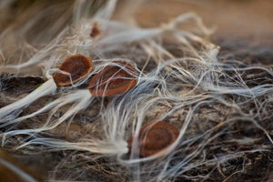 photograph of milkweed seeds on a milkweed pod with silky wisps Photo by Cambridge Ontario Photographer Laura Cook of Vision Photography