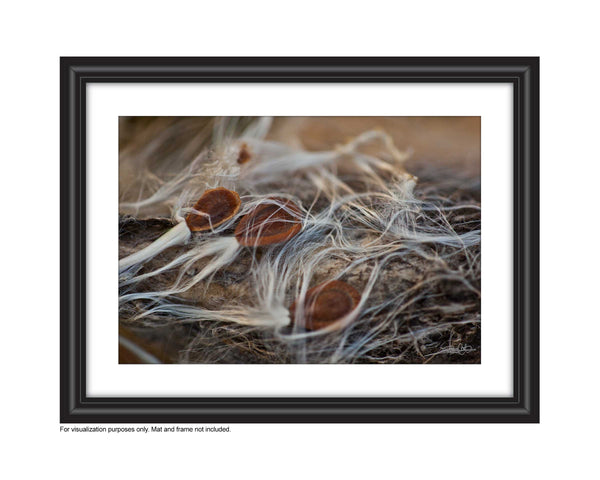 photograph of milkweed seeds on a milkweed pod with silky wisps Photo by Cambridge Ontario Photographer Laura Cook of Vision Photography