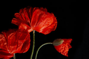 a photo of 3 luscious red fully bloomed poppies laying flat on a black background. The photo is entitled 'Soverign" and is a part of Laura Cook's limited edition series Reminiscence. 