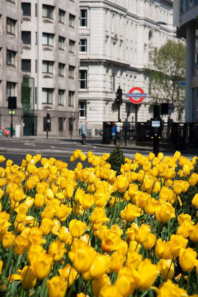 London Town, London England photography print featuring the underground sign in the background