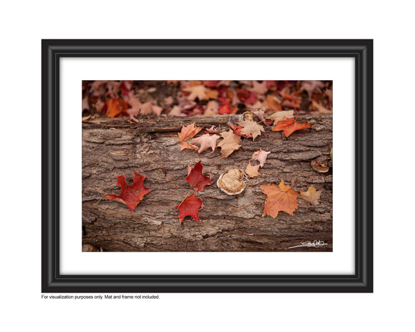 Gorgeous warm tones in this photograph of red and orange maple leaves on a tree stump on the forest floor Photo by Cambridge Ontario Photographer Laura Cook of Vision Photography