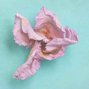 add to your art collection with theses colourful, inspiring photography prints by Laura Cook