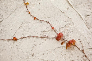 Close up Photo of red vine trailing up a wall split into two paths with crimson red leaves Photo by Cambridge Ontario Photographer Laura Cook of Vision Photography