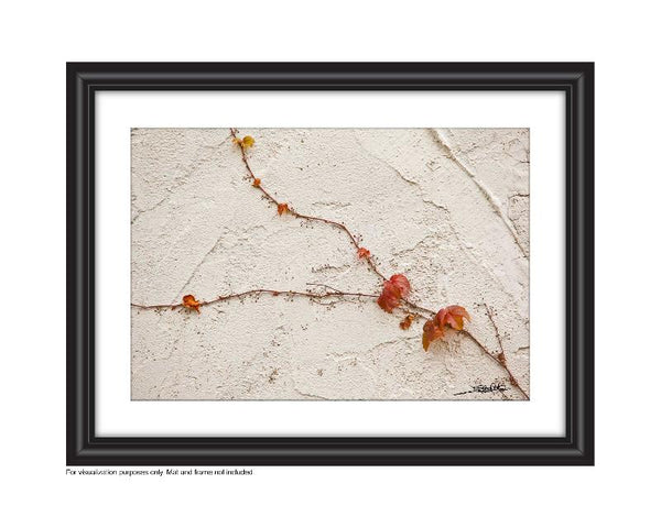 Close up Photo of red vine trailing up a wall split into two paths with crimson red leaves Photo by Cambridge Ontario Photographer Laura Cook of Vision Photography