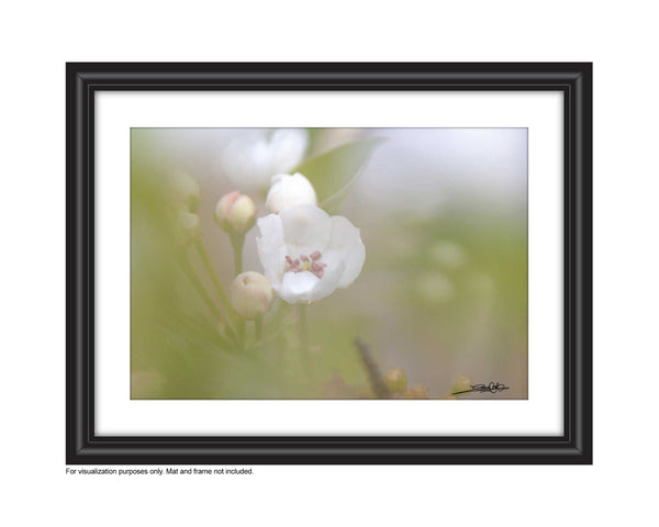 Affordable Art for your space by Laura Cook