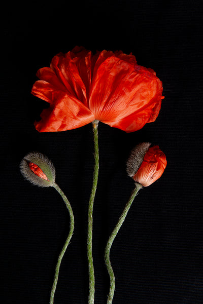 A photo of 3 red poppies, one fully bloomed in the middle with 2 budding red poppes to the left an right these two buding poppies are bending toward the frame of the image. It is entitled Valour and is a part of Laura Cooks Limited Edition series Reminiscenee