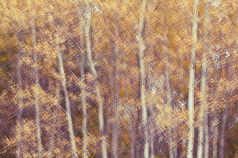abstract wall art