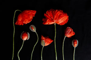 A group photo of red poppies laying flat of a black background. There are 2 large fully bloomes red poppies and 3 pariallly budded poppies with 2 peeling out of theri buds. The image is entitled We are FAmily and it is apa art of Laura Cooks limited edition series, reminiscence