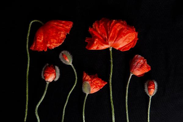 A group photo of red poppies laying flat of a black background. There are 2 large fully bloomes red poppies and 3 pariallly budded poppies with 2 peeling out of theri buds. The image is entitled We are FAmily and it is apa art of Laura Cooks limited edition series, reminiscence