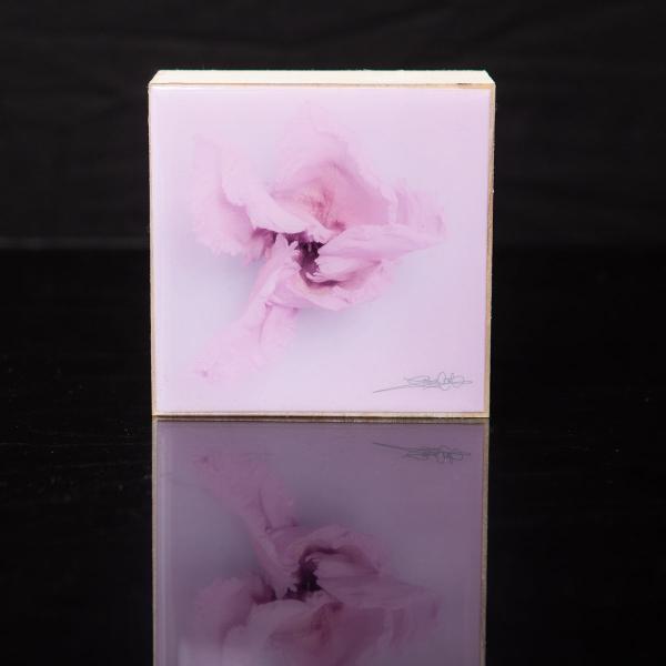 Wall Art Featuring Laura Cook's Photograph Whirl, encased in resin 