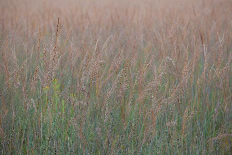 grasses swaying in the warm wind There's beauty in the simplicity of nature Photo by Cambridge Ontario Photographer Laura Cook of Vision Photography