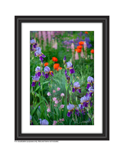 close up photograph of purple bearded irises in the foreground with blurred red poppies and pink lupines in the background. Photog created by Laura Cook 