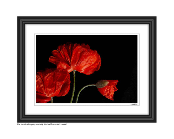 a photo of 3 luscious red fully bloomed poppies laying flat on a black background. The photo is entitled 'Soverign" and is a part of Laura Cook's limited edition series Reminiscence. 