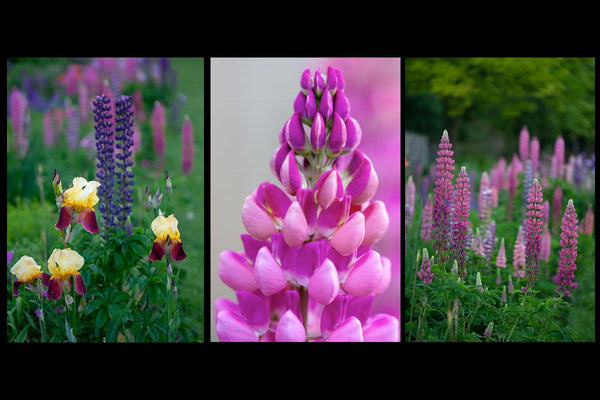 3 images of lupines in the garden a part of Laura Cooks Assorted art card package 'lupine love' 