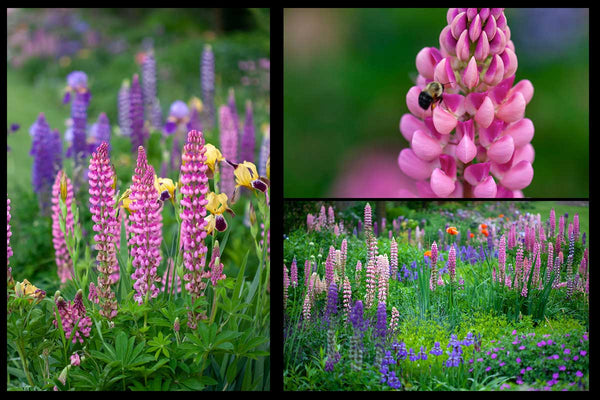 3 assorted photos of pink lupines in the garden part of an assorted photo art card package by Laura Cook 