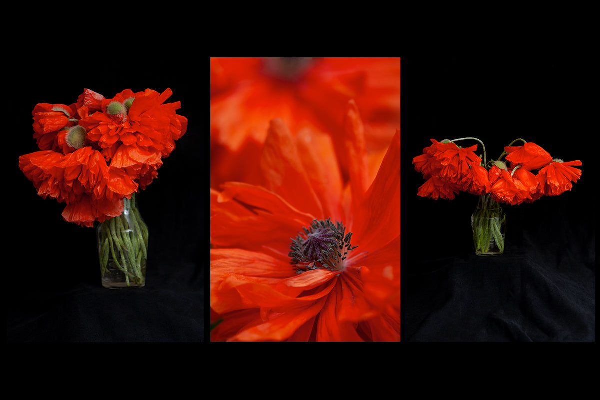 poppy greeting cards feature 3 different images of poppies one in the field and 2 are a study in the studio in a vase  created by Laura Cook of Vision Photography