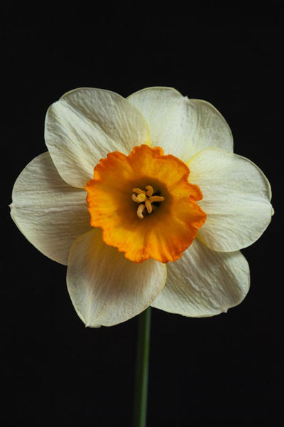 Pale Yellow Narcissus photography on a black background created by Laura Cook 