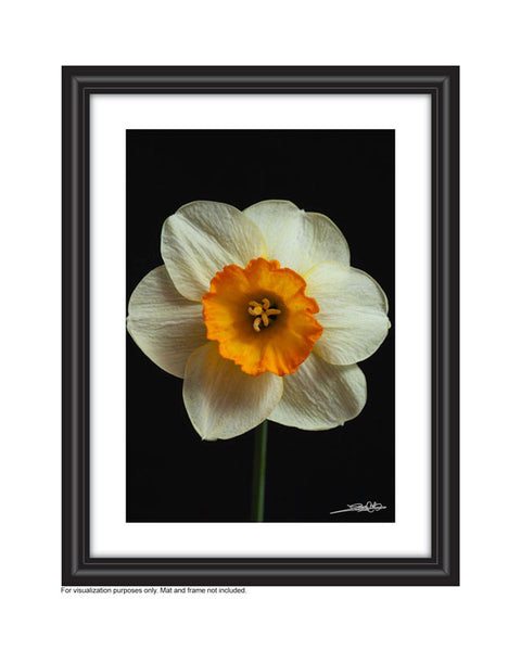 Pale Yellow Narcissus photography on a black background in a frame created by Laura Cook 