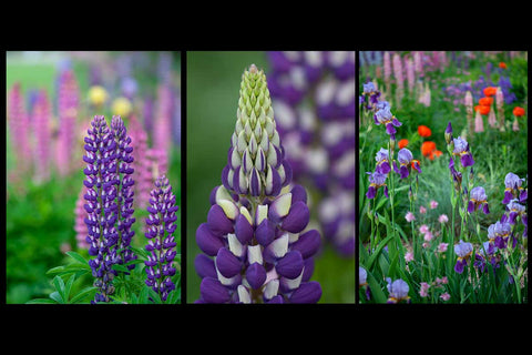 a collection of 3 different photographs featuring purple lupines and bearded iris 