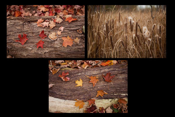 Fall photographs of fall leaves on bark and bullrushes Photo by Cambridge Ontario Photographer Laura Cook of Vision Photography