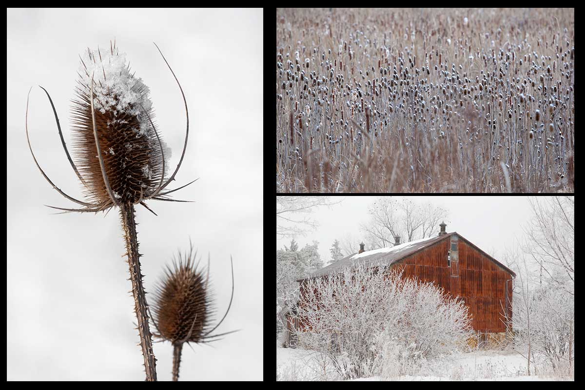 Christmas Greeting Cards featuring a field of snow-capped tease cones, a rustic rusty winter barn with frosted trees in the foreground and all surrounding and a close up look at two tease cones in a white wintery field with the tip of one covered in snow Photo by Cambridge Ontario Photographer Laura Cook of Vision Photography 