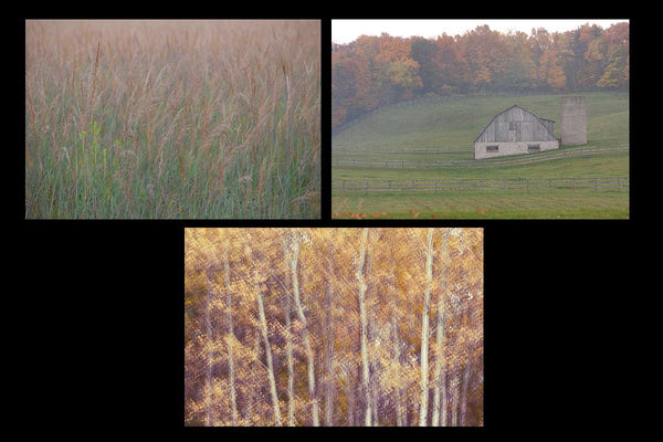 Photos in the scenic country greeting card set features beauty in the simple things of life, waving grasses in the warm fall air, a misty barn with the rolling hills and fall colours of the trees in the background, and a simple stand of aspens, with their richly coloured autumn leaves gently blowing all photos by Cambridge Ontario Photographer Laura Cook of Vision Photography