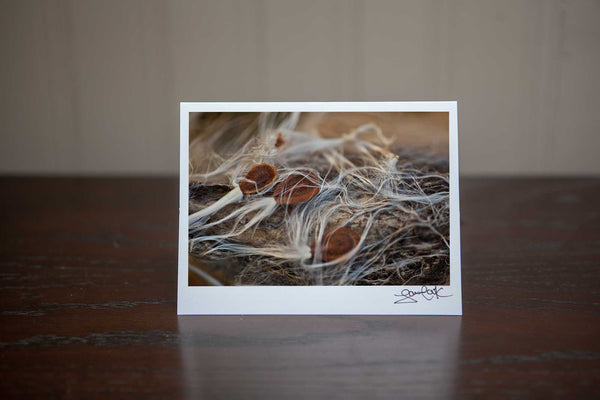 photo greeting card featuring photo of milkweed pod and seeds Photo by Cambridge Ontario Photographer Laura Cook of Vision Photography