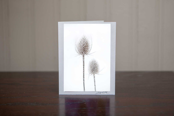 Christmas greeting card featuring two frosted teasels / tease cones standing in the wintery white snow Photo by Cambridge Ontario Photographer Laura Cook of Vision Photography