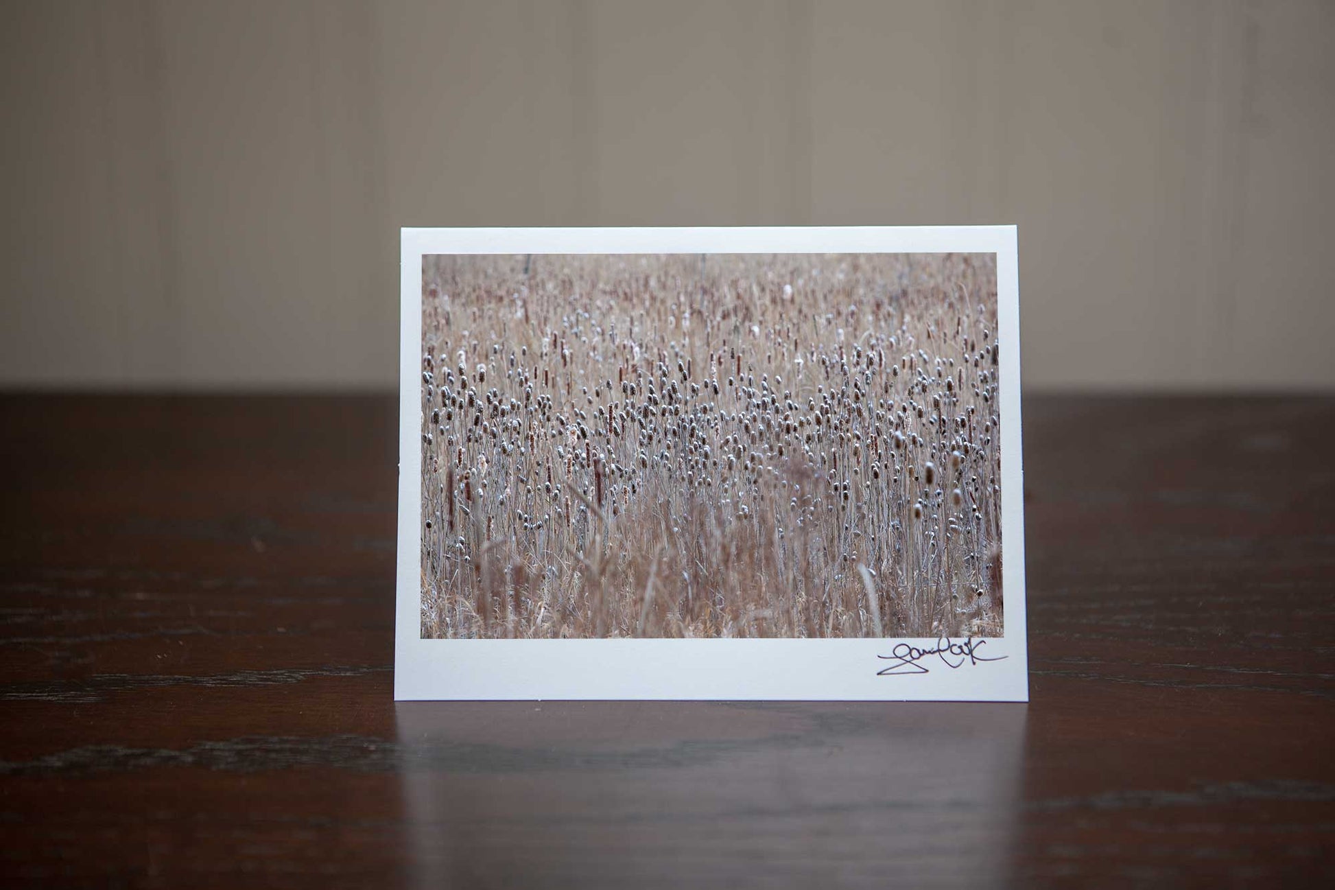 Christmas Greeting card featuring a nature image of a field of snow-capped  tease cones Photo by Cambridge Ontario Photographer Laura Cook of Vision Photography 