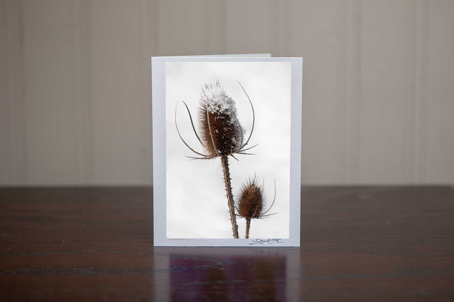 Christmas greeting card featuring an image of two teaseles, one is snow capped in a wintery white field Photo by Cambridge Ontario Photographer Laura Cook of Vision Photography