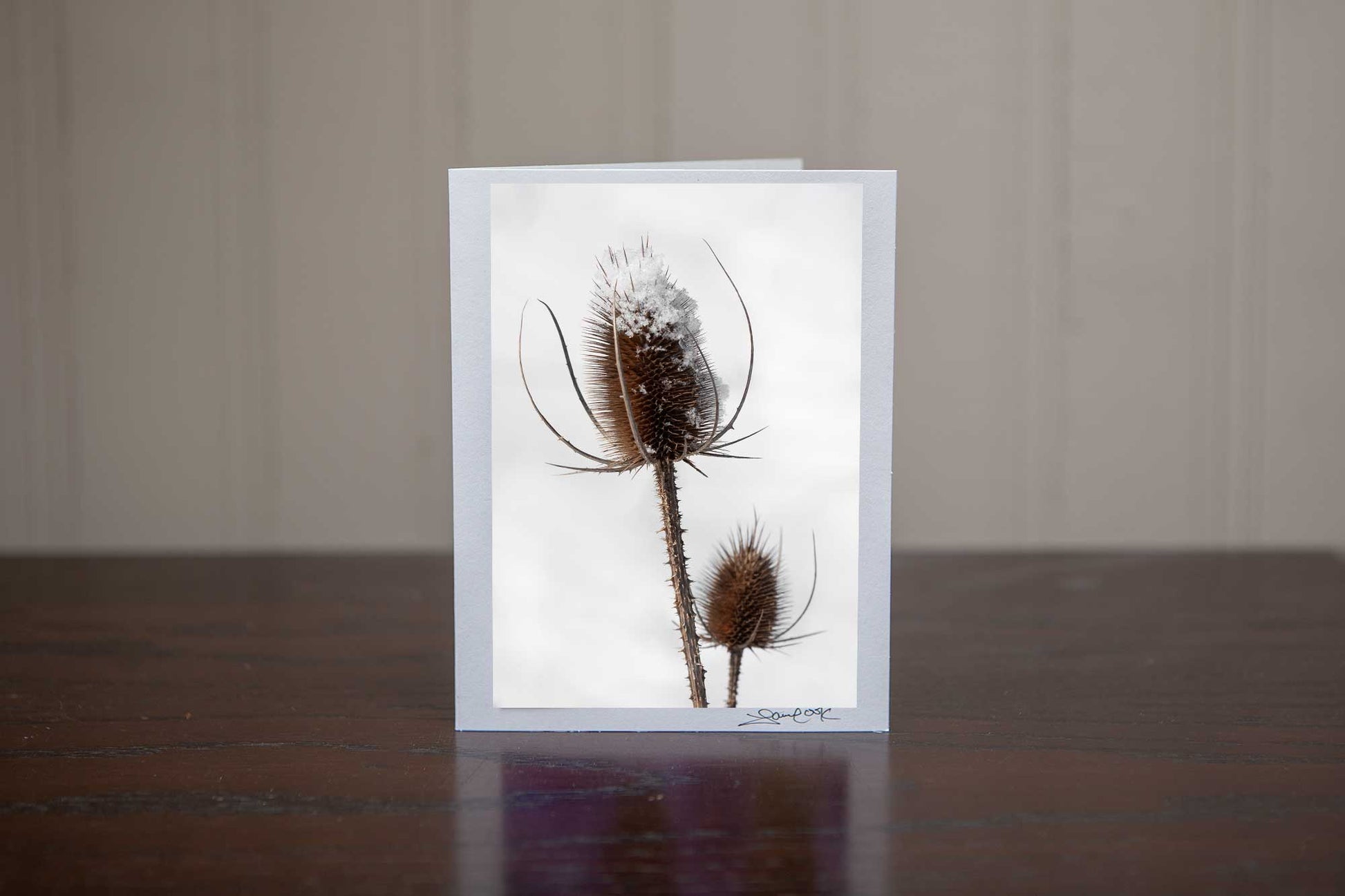 Christmas greeting card featuring an image of two teaseles, one is snow capped in a wintery white field Photo by Cambridge Ontario Photographer Laura Cook of Vision Photography