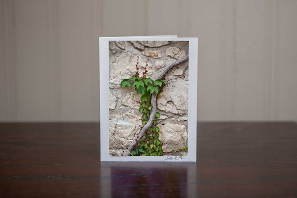 Photo greeting card of 'Thrive' a photo showing a hearty green vine growing up a stoney wall Photo by Cambridge Ontario Photographer Laura Cook of Vision Photography