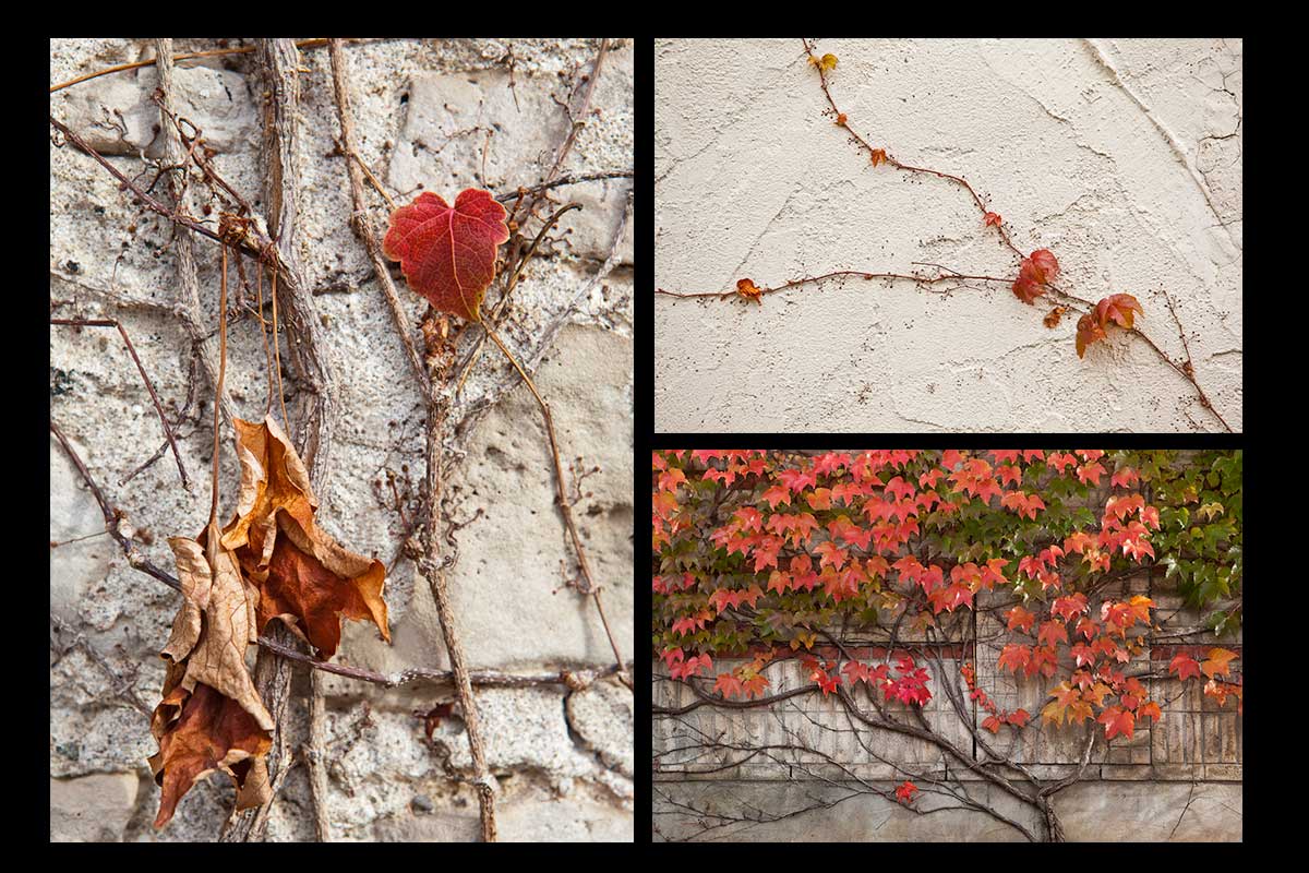 Photographs of rich red vines in the fall  growing on a wall Photo by Cambridge Ontario Photographer Laura Cook of Vision Photography 