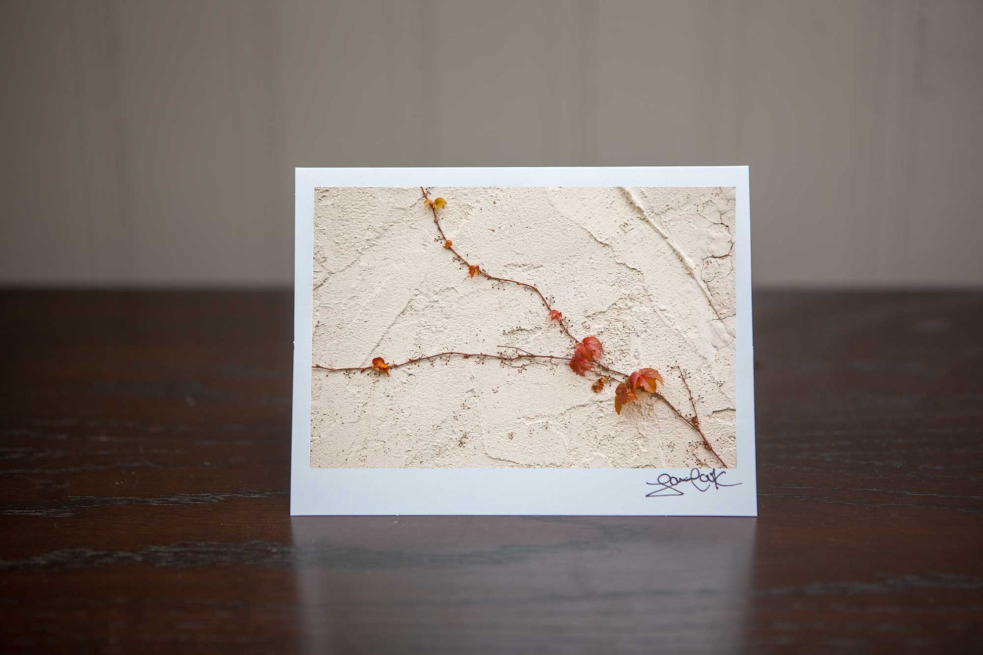 Photographs of rich red vines in the fall  growing on a wall Photo by Cambridge Ontario Photographer Laura Cook of Vision Photography 