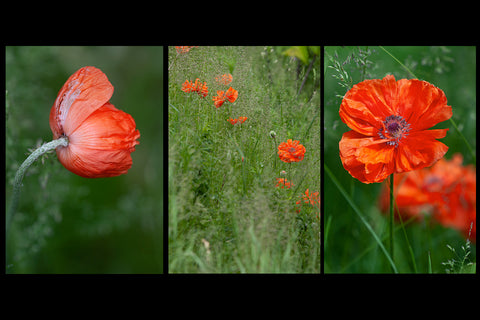 poppy greeting cards feature 3 different images of poppies in the field created by Laura Cook of Vision Photography