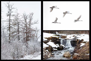 Christmas card pack of wintery scenes by Laura Cook / Vision Photography features 1 photo of snow covered trees, flying trumpeter swans and a waterfall blanketed by the snow