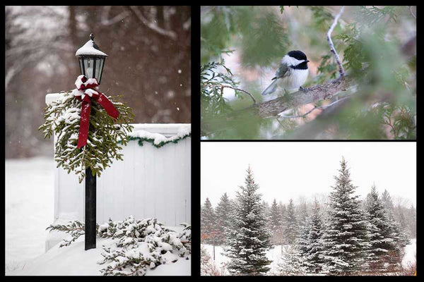 Christmas card pack of wintery scenes by Laura Cook / Vision Photography features 3 photos 1 of a lamp post with a winter bough , 1 of a chickadee in the cedar tree, and 1 of 3 snow covered evergreen trees