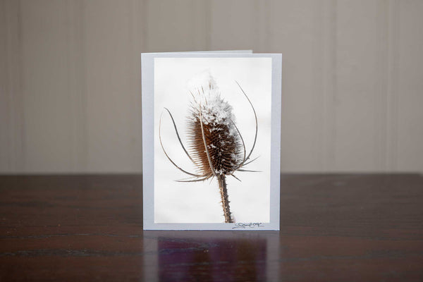 Photo greeting card featuring 'WinterBeauty' a photo of a snow capped tease cone in a wintery white filed making it the perfect winter scene for a holiday Christmas card Photo by Cambridge Ontario Photographer Laura Cook of Vision Photography