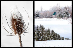 Hand made photo cards with gorgeous winter scenes make these the perfect holiday cards this Christmas. Three distinct images featuring a snow capped tease cone, a field with glorious frosted pines and a view of Churchill Park mill in Cambridge with snowy trees surrounding it.Photo by Cambridge Ontario Photographer Laura Cook of Vision Photography