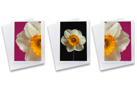 A set of narcissus photo greeting cards made by Laura Cook of Vision Photography 