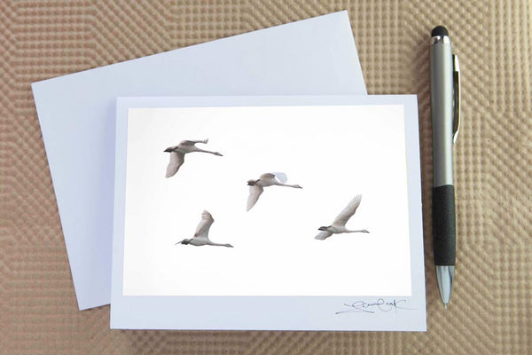 Christmas card pack of wintery scenes by Laura Cook / Vision Photography features a photo of 4 trumpeter swans flying overhead