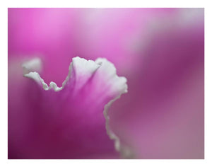Close up photo of Cyclamen Petal highlighting the texture , line and colour of the petal. Created by Laura Cook of Vision Photography
