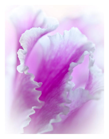 close up frilly ruffled petals of the pink cyclamen plant created by Laura cook of Vision Photography
