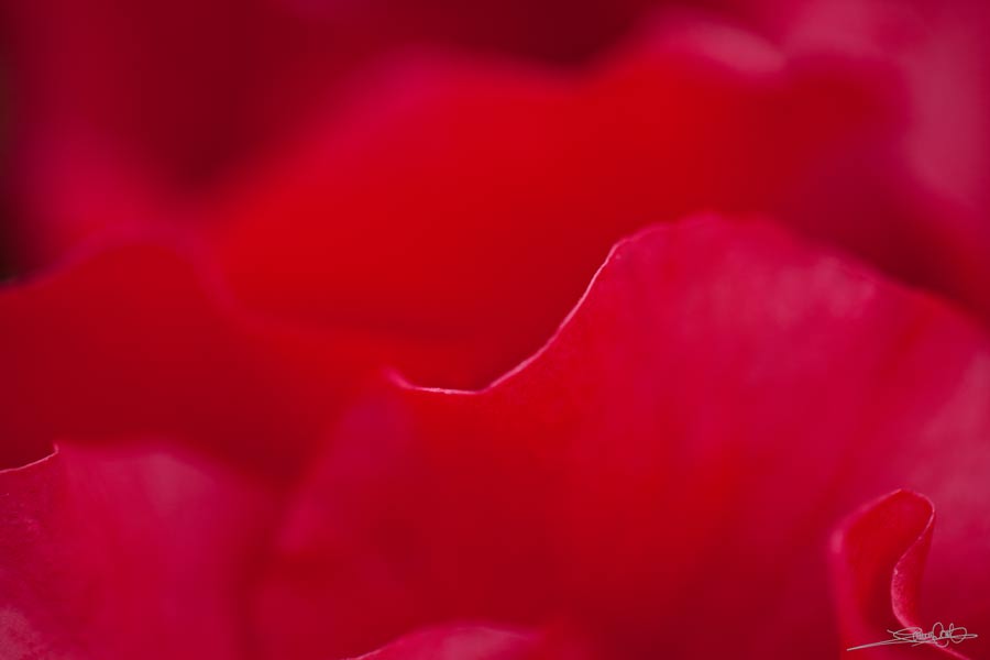 Close up photo of the red blowing petals of the begonia plant. Photo by Laura Cook of Vision Photography