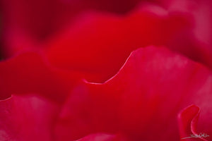 Close up photo of the red blowing petals of the begonia plant. Photo by Laura Cook of Vision Photography