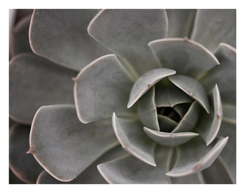 close up photo of a echeveria-lilacina-ghost-echeveria succulentcrreated by Laura Cook Vision Photography