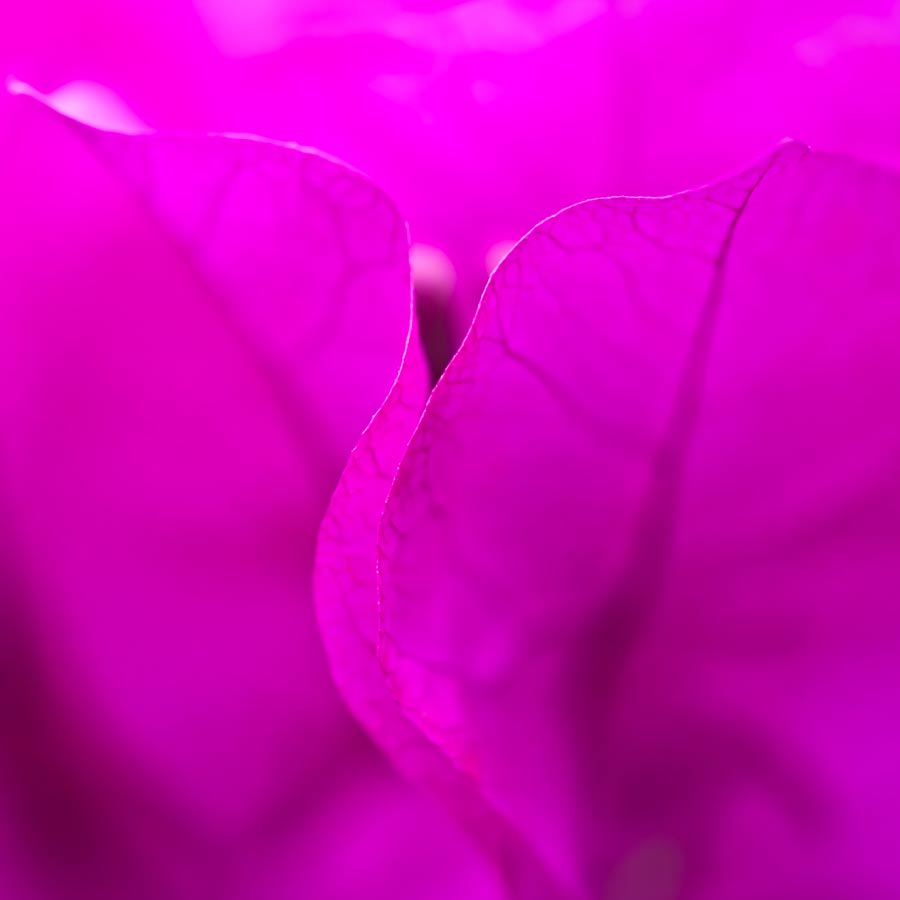 close up photo of bougainvillea created by LArua Cook of Vision Photography